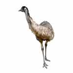 Juvenile Emu