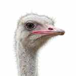 Common Ostrich - Image 3