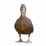 Duck - Image 3