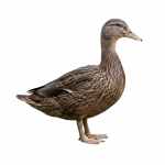 Duck - Image 2
