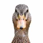 Duck - Image 4