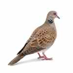 European Turtle-Dove - Image 3