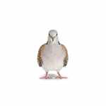 European Turtle-Dove - Image 2