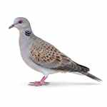 European Turtle-Dove