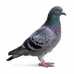 Pigeon