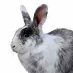 Rabbit - Image 3
