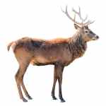 Male Red Deer - Image 2