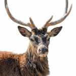 Male Red Deer - Image 3