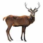 Male Red Deer
