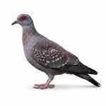 Speckled Pigeon