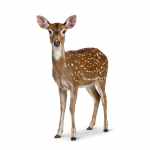 Female Spotted Deer - Image 2