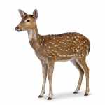 Female Spotted Deer