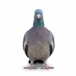 Wood Pigeon - Image 3