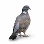 Wood Pigeon - Image 2