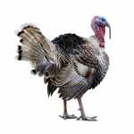Turkey Tom
